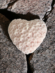 candle TWIN OAKS Floral Heart White big